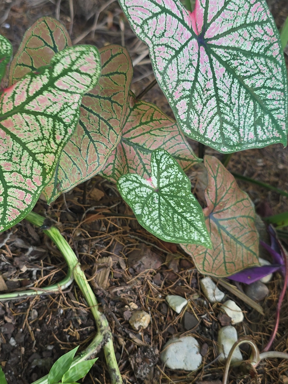 Pink and Green Caladium Leaf Plant